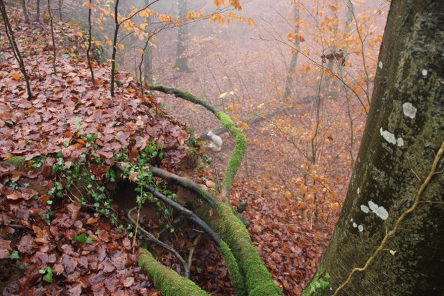 3D Geierschlucht 2011, Arrowclub Dudelange