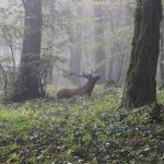 Geierschlucht 2015, Arrowclub Dudelange