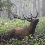 Geierschlucht 2015, Arrowclub Dudelange