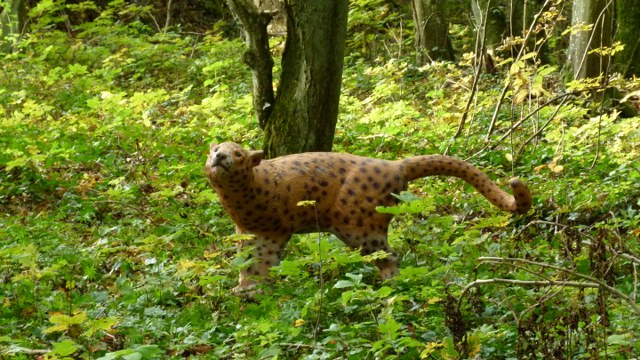 3D Geierschlucht 2012, Arrowclub Dudelange