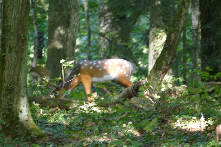 3D Geierschlucht 2019 – 3D-Ziele | Arrowclub Dudelange