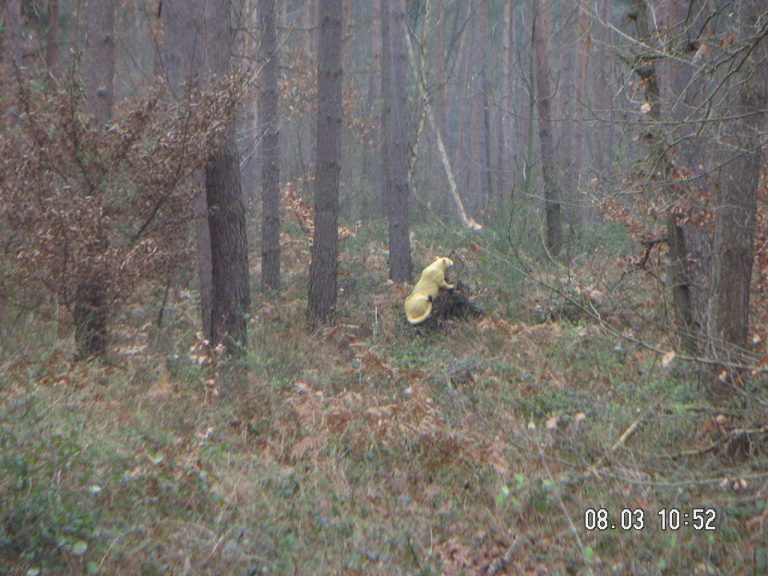 3D im Wald, März 2008 – Fotoarchiv 2008, Arrowclub Dudelange