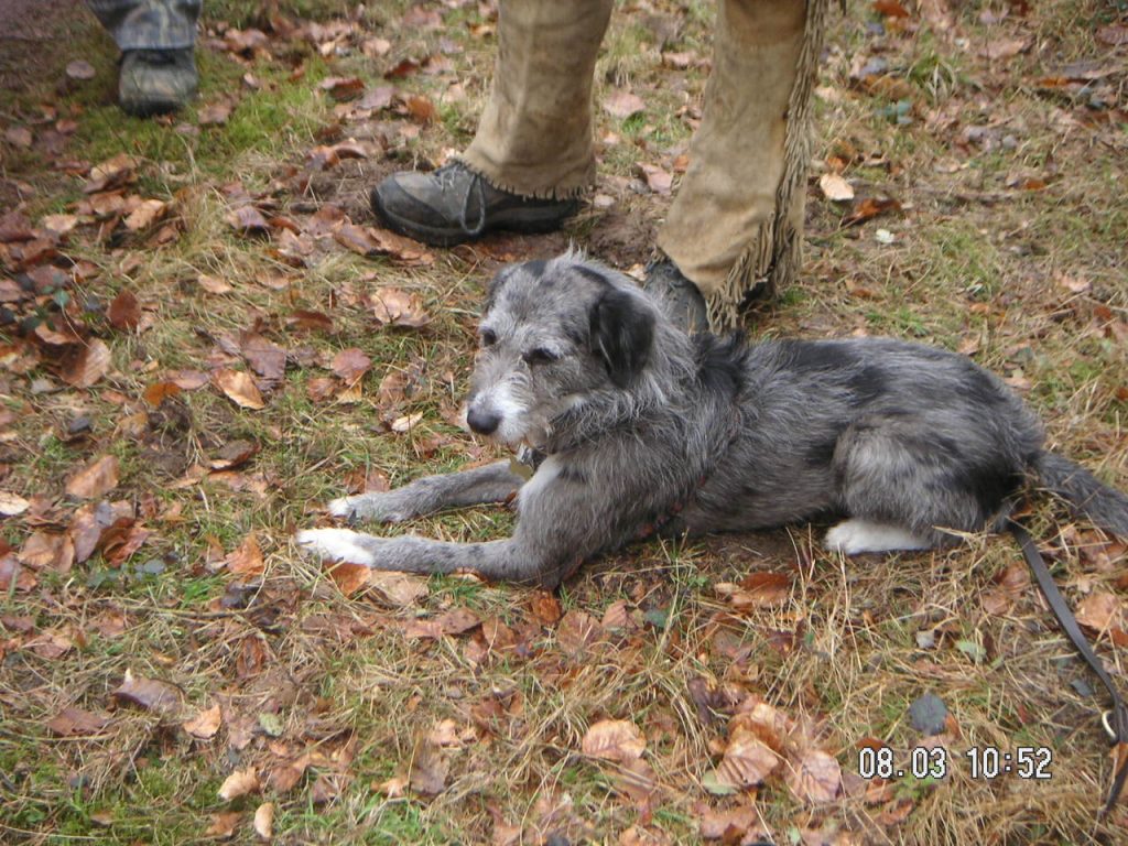 3D im Wald, März 2008 – Fotoarchiv 2008, Arrowclub Dudelange