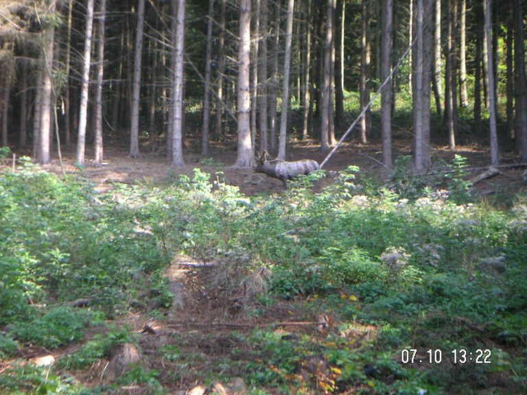 Herbst-Parcours, Oktober 2007 – Fotoarchiv vor 2008, Arrowclub Dudelange